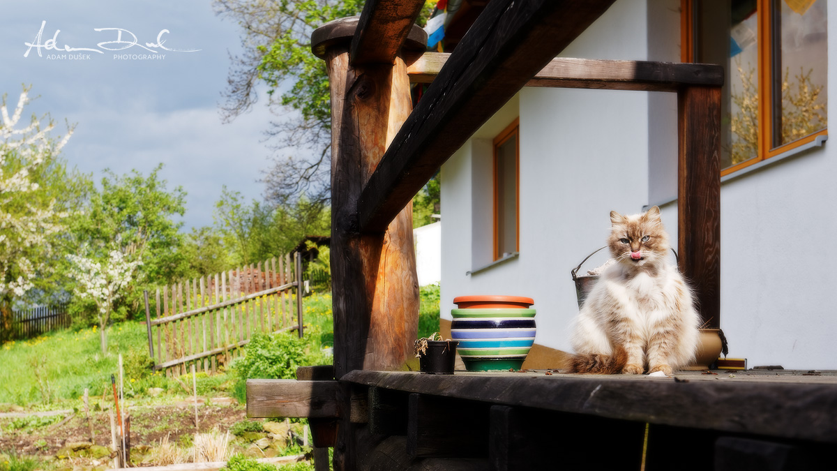 Kočka si hoví na terase